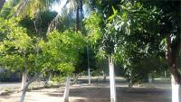 ARVORES FRUTIFERAS