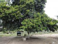FAZENDA